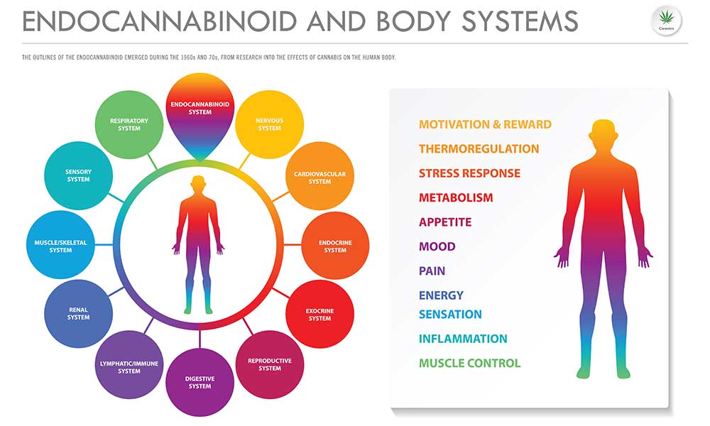 The Endocannabinoid System: ECS And Its Effects