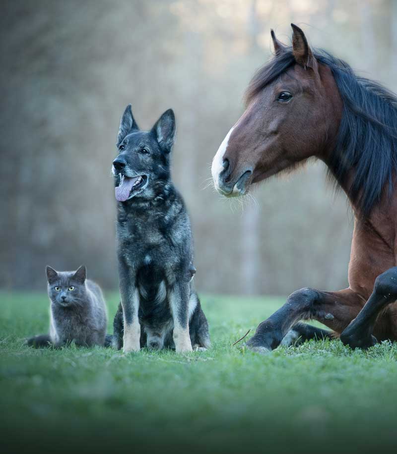 Horse Dog and a Cat in a field