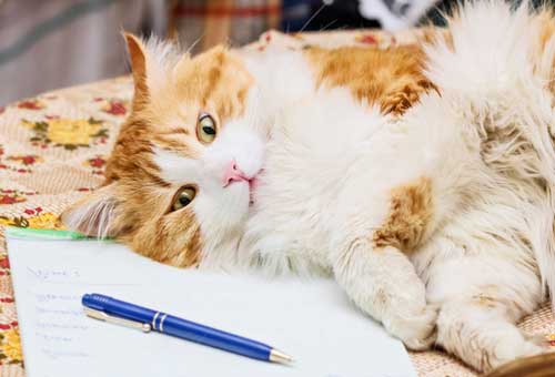 Let the Fur Fly: The Great Debate on CBD for Cats, and Why It's Exactly What Your Feline Needs