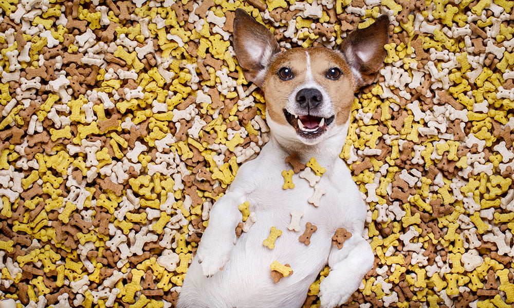 how to stimulate your dogs appetite cbd