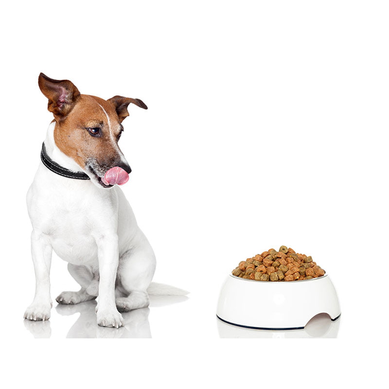 CBD Oil To Increase a Dog’s Appetite