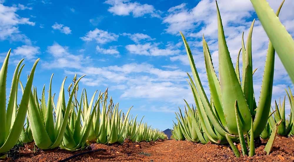 The Aloe Barbadensis plant