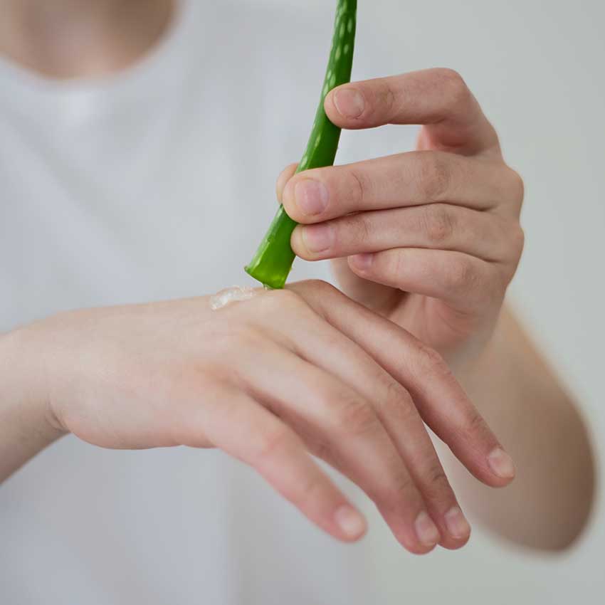 Aloe Vera Is Very Soothing And Nourishing For Your Skin