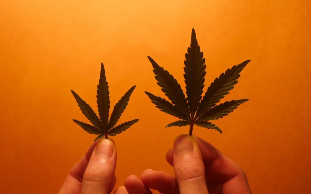 Hemp vs Marijuana: What’s the Difference?