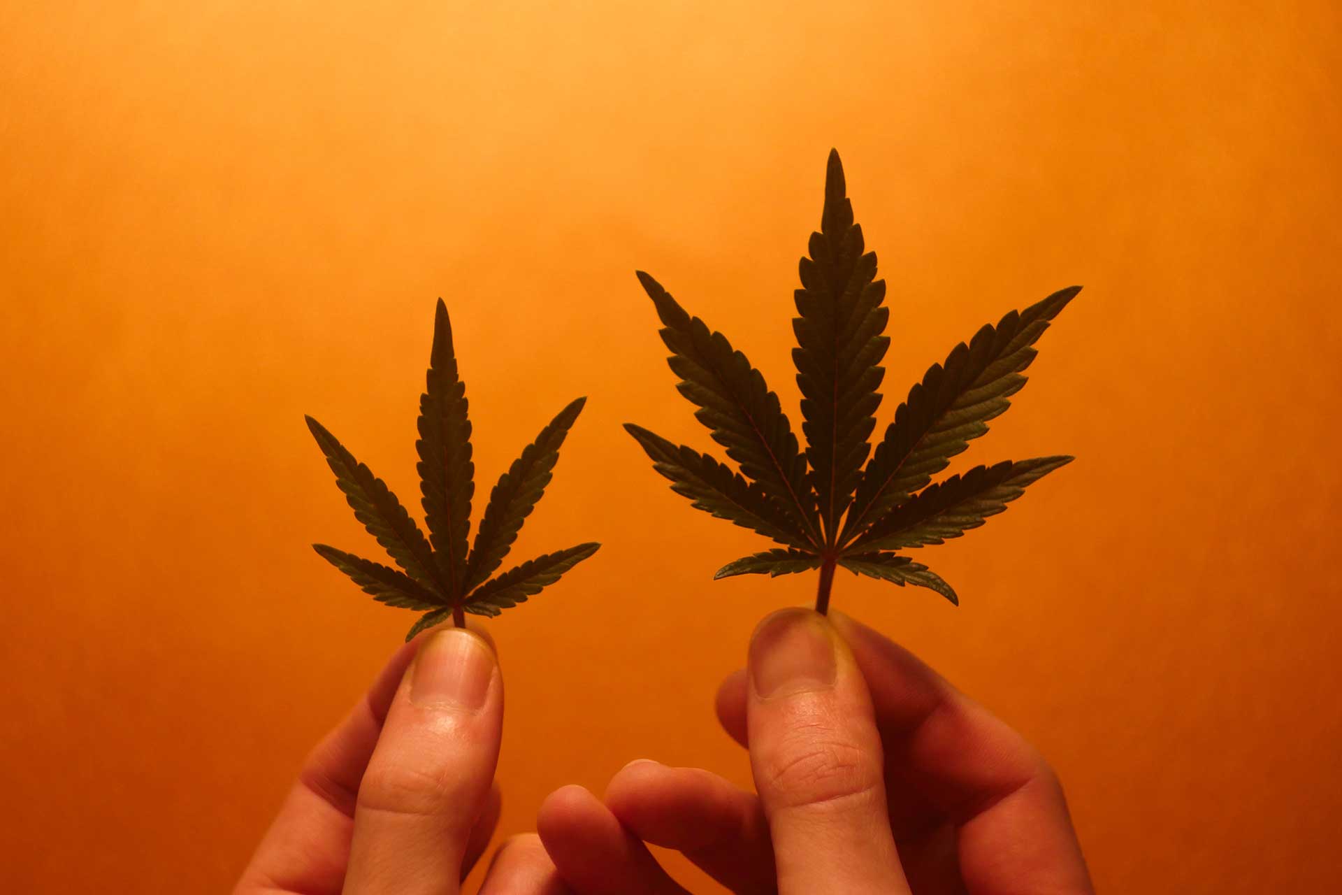 hemp vs marijuana whats the difference