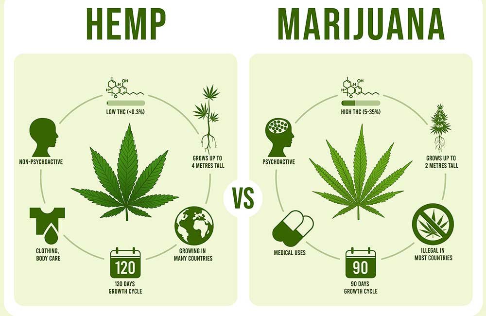 Is Hemp Weed & Vice Versa?