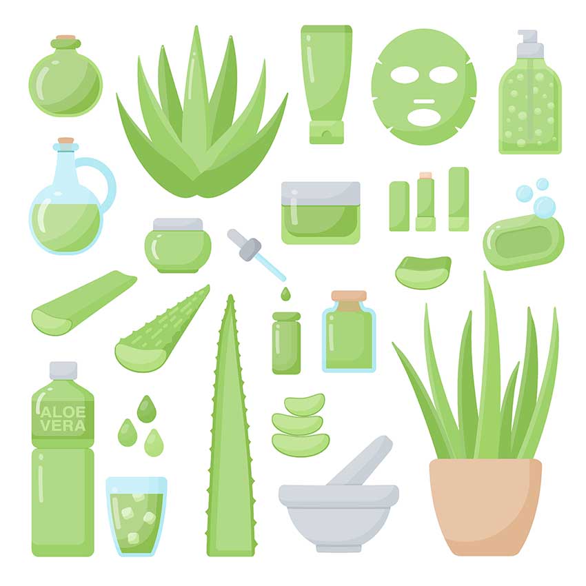 Many Ways To Benefit From Aloe Leaf Juice