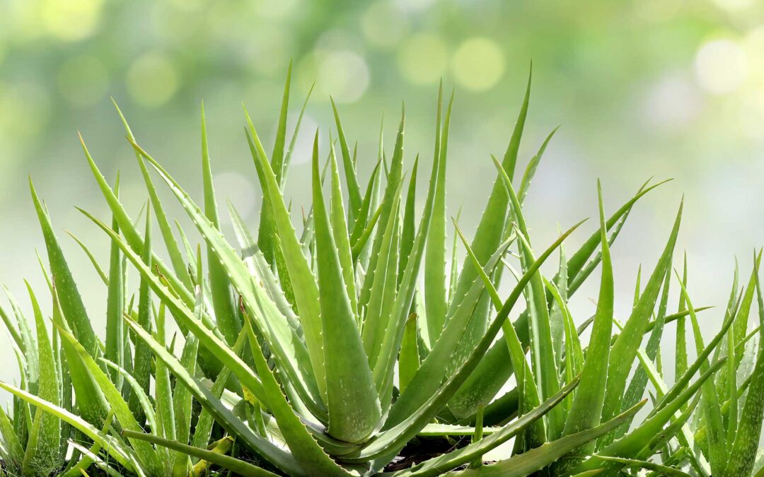 What Is Aloe Barbadensis Leaf Juice?