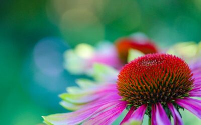 Echinacea Root Benefits: Rid Yourself of Colds & Flus