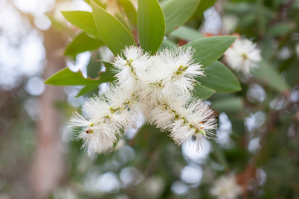 History of Tea tree Oil