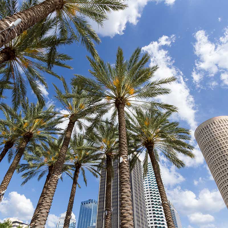 Buy CBD Tampa Florida Palm Trees