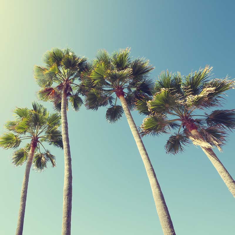 Buy CBD California Palm Trees