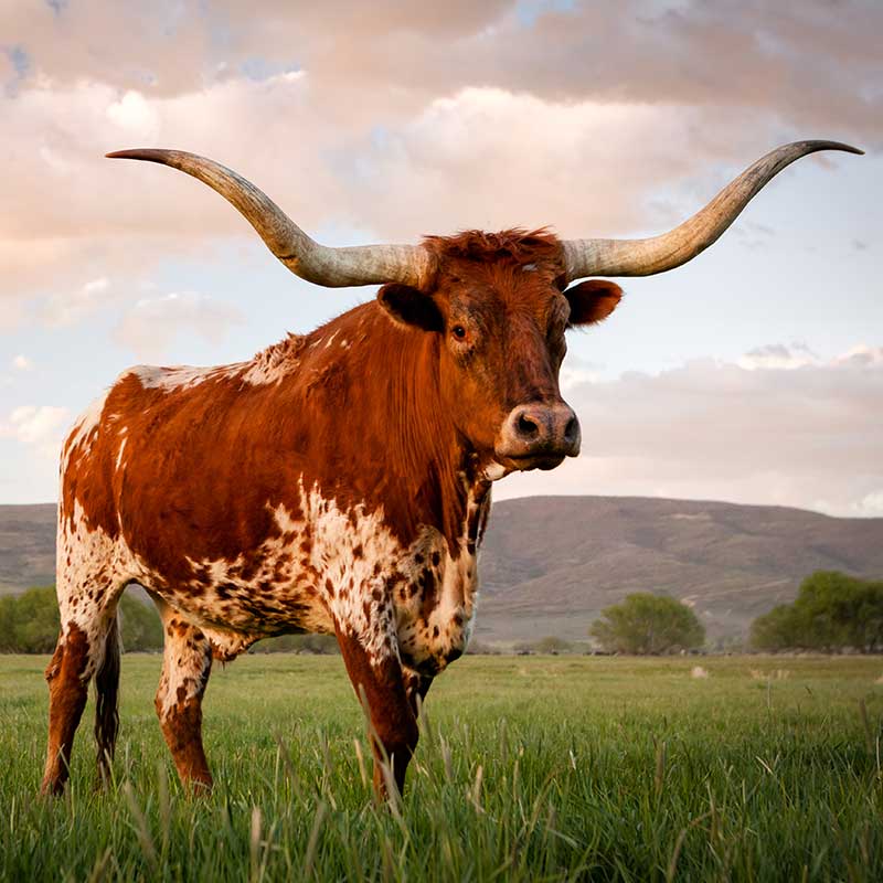 Buy CBD In Texas Bull