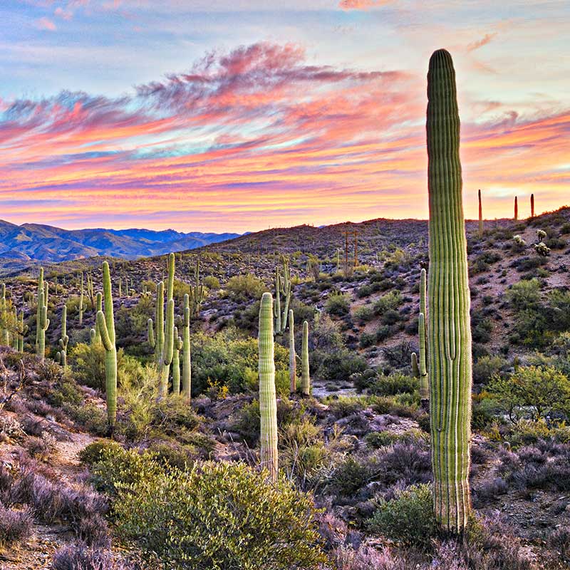 Buy CBD Arizona Desert Cactus