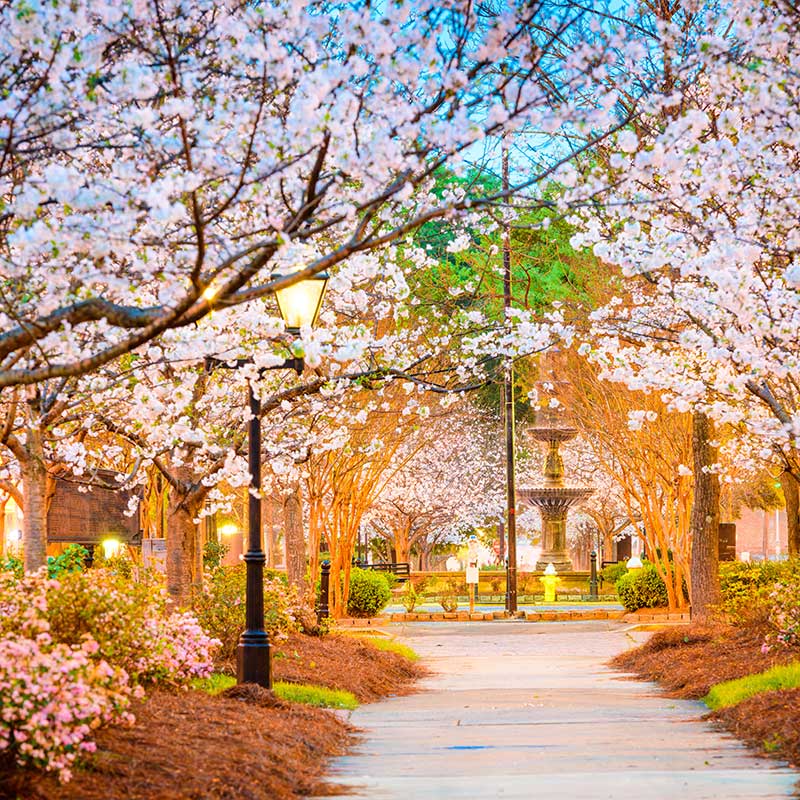 Buy CBD In Georgia Park