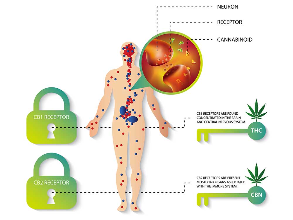 How your ecs and cannabinoids interact for cbd massages