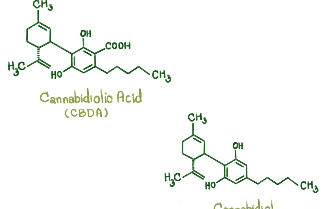 CBDA vs CBD: Benefits and Differences